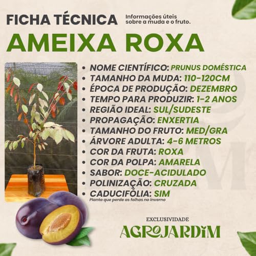 Muda Frutífera de Ameixa Roxa Comum Enxertada