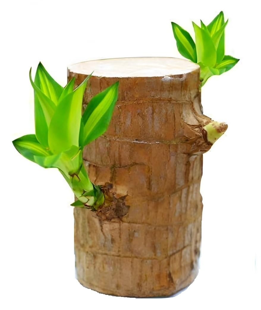 See full amazon price history chart for Set PET Imported Brazilian Lucky Live Wood Plant for Living Room, Feng Shui Plant Pack of 1 Set PET Imported Brazilian Lucky Live Wood Plant for Living Room, Feng Shui Plant Pack of 1 (B0DHGB7B27) Amazon Price History, Amazon Price Tracker