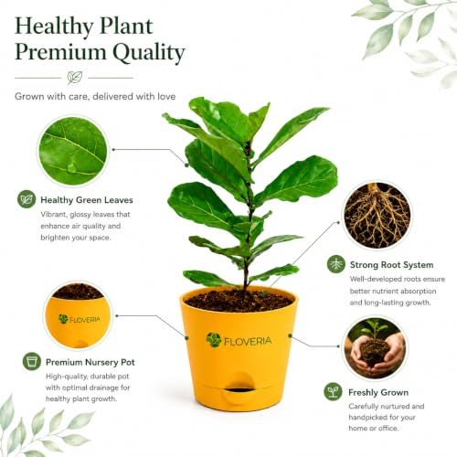 Image of Ficus Lyrata Fiddle Leaf Fig Plant | Live Indoor Plant for Home & Office | Air Purifying Houseplant | Low Maintenance Green Foliage | Decorative Potted Plant for Living Room