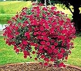 Red Petunia 'Fire Chief ( 500 Seeds) Flower Great in Hanging Baskets,containers.