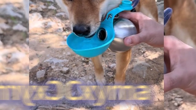 Pet Supplies : 2 in 1 Portable Tumbler for Dogs, 2026 New 10Oz