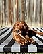 Nylabone Puppy Bone Flexible Chew Kauknochen