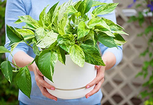 Image of American Plant Exchange Marble Queen Pothos - Live 6-Inch Pot, Bright Green Trailing Vine, Easy-Care Air Purifying Houseplant for Hanging Planters, Shelves & Indoor Home or Office Decor