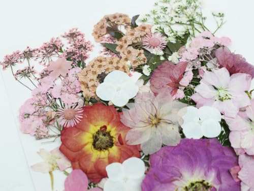 48 piezas de flores y hojas naturales secas prensadas miniatura 4
