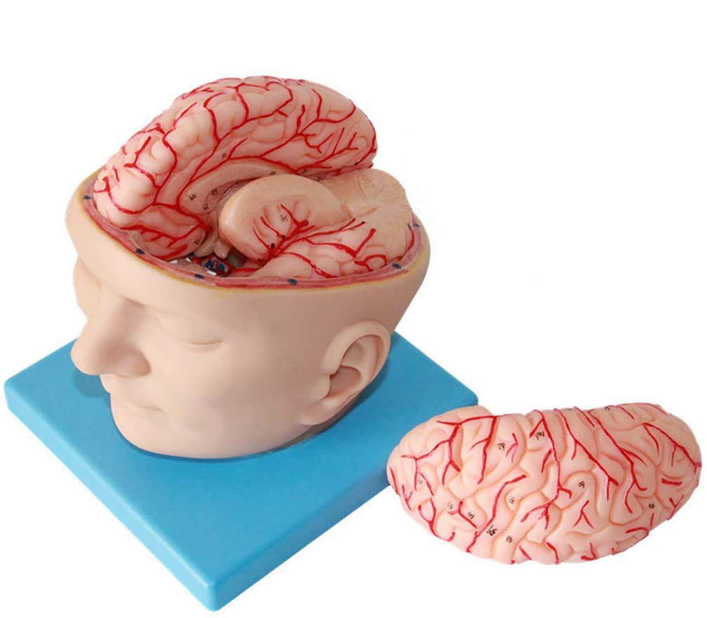 Anatomisches Gehirnmodell – Abnehmbares menschliches Gehirn-Anatomie-Modell für medizinische Lehrhilfe, digitales Design, Laborausrüstung, pädagogisches Werkzeug für Training