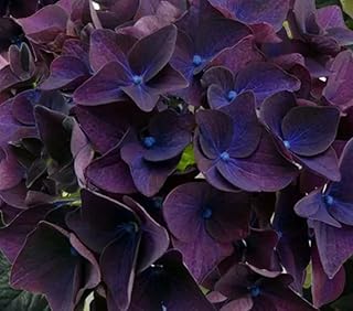 5 Deep Purple Hydrangea Seeds Perennial Hardy Garden Shrub Bloom Flower