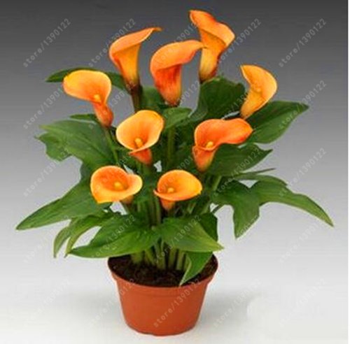 Seeds Calla seed 50 seeds of rare flower (does not calm Lily bulbs), Bonsai Vase perennial plant flowers for the home garden plant 5: Only Seeds