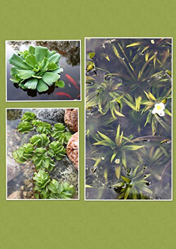 Schwimmpflanzen Set - Salvinia natans/Stratiotes aloides/Pistia stratiotes - Wasserpflanzen Wolff