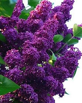 50 Dark Purple Lilac Seeds Bloom Perennial Flowers Fragrant Seed Flower Shrub Bush