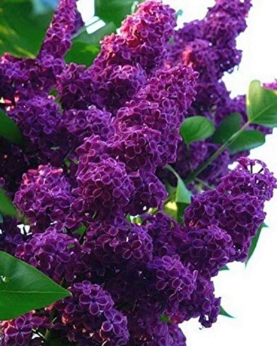 50 Dark Purple Lilac Seeds Bloom Perennial Flowers Fragrant Seed Flower Shrub Bush #TOP19