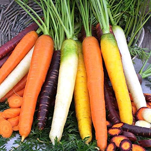 Mezcla de zanahoria vegetal dulce arcoíris (rojo, morado, blanco, amarillo) para plantar sin OMG - 100 semillas