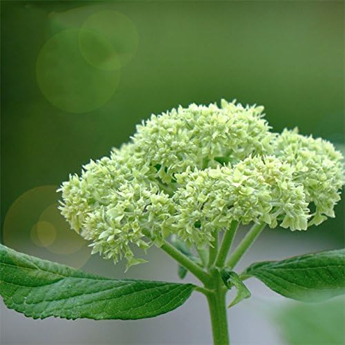 あじさい 苗 アナベル アメリカノリノキ 4号ポット苗 アジサイ 庭木 落葉樹 低木 花 Amazon