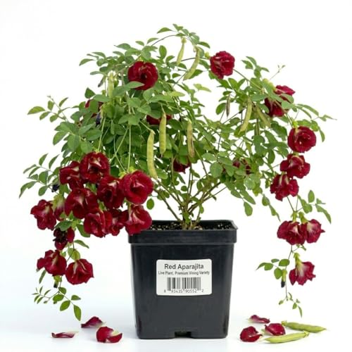 Image of Rare Red Aparajita Live Plant with Pot | Red Butterfly Pea Clitoria Ternatea Flowering Medicinal Creeper | Fast Growing Climbing Vine for Home Garden Balcony Terrace Outdoor Decor | Pack of 1
