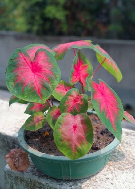 Pink Syngonium Caladium Live Indoor Plant||Decorative Air Purifying Houseplant||Easy Care Foliage Plant||Natural plant for Home gardening||(Pack of-1) A_15-image-1