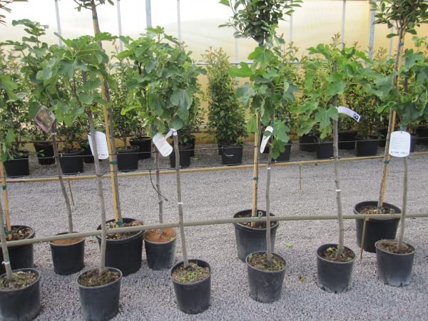 Feigenbaum Dottato - Ficus carica - Fico - Hochstamm 90