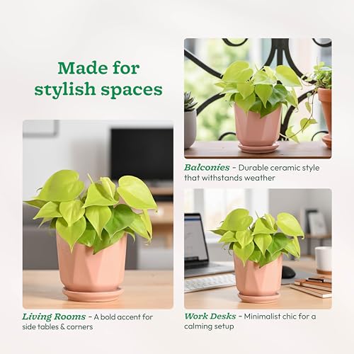 Image of UGAOO Diamond Ceramic Pot |Indoor Ceramic Planter for Home, Office, Garden, Balcony - White (4 Inch)