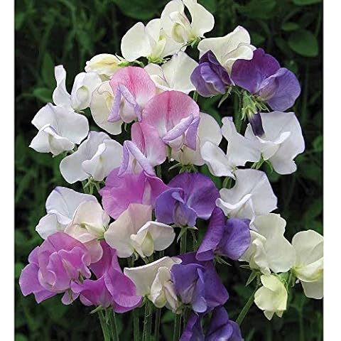 Thompson & Morgan Sweet Pea 'Scent Infusion' Seeds Cover