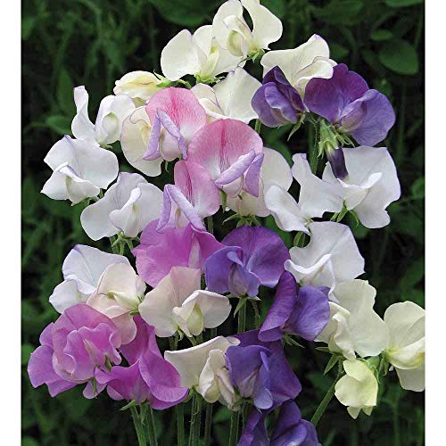 Sweet Pea Scent Infusion Seeds Lathyrus odoratus Hardy Annual Flowering Garden Plants Scented Blooms Easy to Grow Your Own 1 Packet of 32 Seeds by Thompson and Morgan
