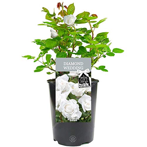 Diamond Wedding Rose - 60th Wedding Anniversary - Help Celebrate a Special Couples Diamond Anniversary with a Unique Living Plant Gift