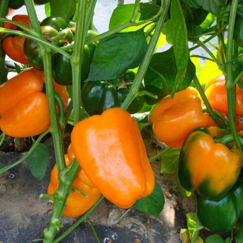 Kings Seeds - Pepper Sweet - Kubista - 10 Seeds