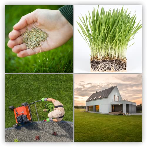 KADAX Rasensamen, 300-400 m², Grassamen, schnellwachsendes Gras, Rasenpellets, schnellkeimender Rasensamen, Rasensaat, Grassaat resistent gegen Frost, Rasen (10 kg) - Image 3