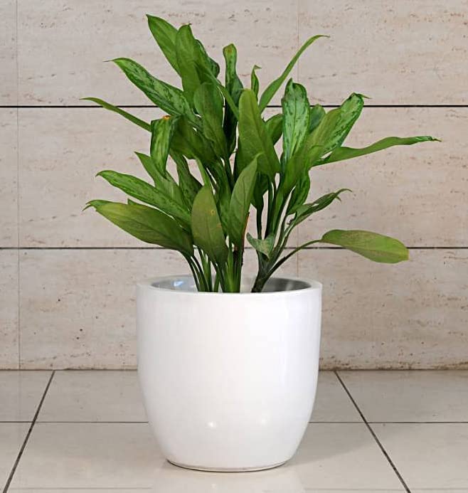 Jaliwala Heavy Duty Best Stylish White Planter 12 inch Sturdy Fiberglass Planters for Indoor & Outdoor Planter Pot for Home Living Room, Garden Decor.(Small okhli) (B09Z2VCPTR) Amazon Price History, Amazon Price Tracker