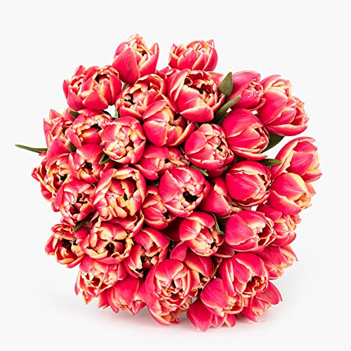 bloomsybox bouquet pink peony tulips flowers 50 stems large fresh flowers from california farms red pink with white edges fresh cut flowers easy to care  care card amp flower food included