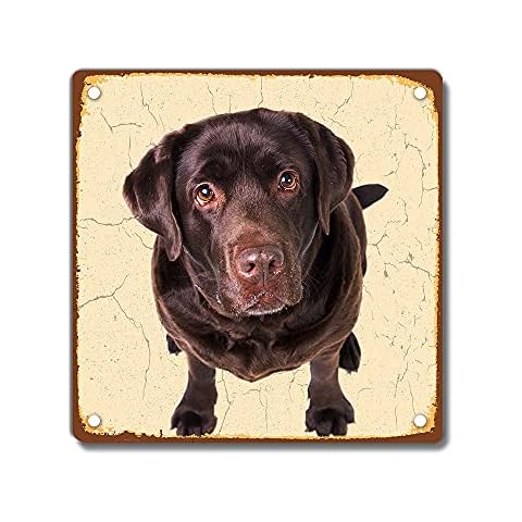 Cushions Corner Chocolate Labrador Vintage Style Metal Sign Aged, Labrador Dog, 200 x 200mm 8 x 8 inches Cover