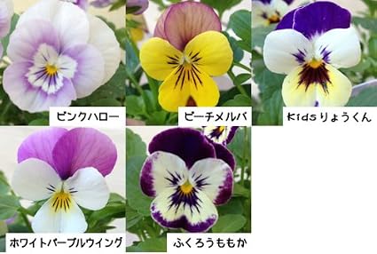 Amazon 品種モノ高級苗 ビオラ 3個セット 品種おまかせ 花