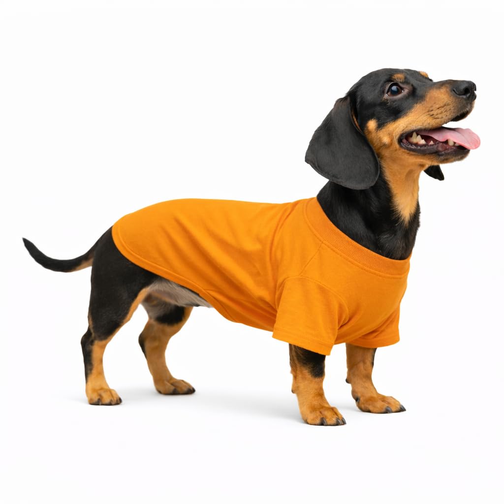 Costume pour teckel lovelonglong en pur coton d'une finition premium