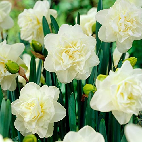 5 x Narcissus Double Obdam - Spring Flowering Bulbs – Peaceful Multi-Layered Blooms of White Daffodils – Perennial – for Your Beautiful Garden