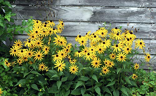 Black Eyed Susan Flower Seeds, 3000+ Seeds Per Packet, Bright Yellow Wildflowers, Botanical Name: Rudbeckia Hirta, Isla's Garden Seeds, Non Gmo & Heirloom Seeds, Good Garden Gift #TOP3