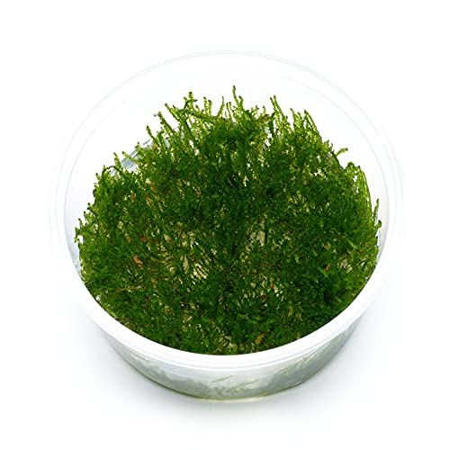 USCAPE Vesicularia ferriei - Weeping Moos in vitro XL - 8,5cm...