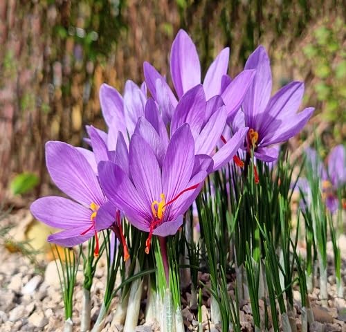 100pcs Fresh Saffron Plant Seeds