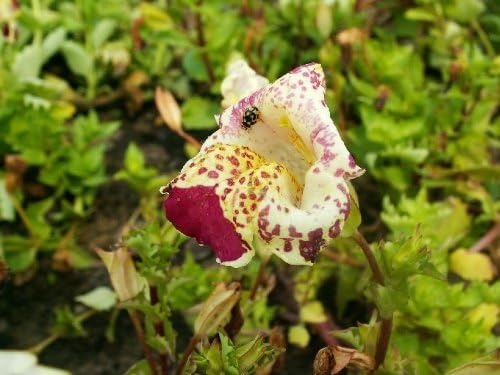 Miniatura 2 de 250 TIGER MONKEY Colores Mezclados Mimulus Tigrinus Flower SeedsComb SH