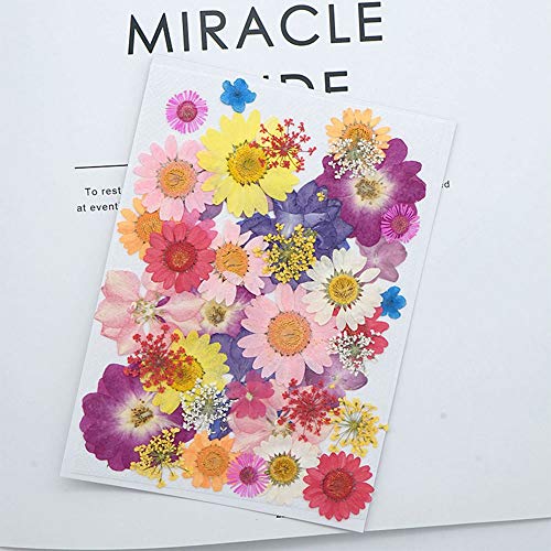 JUNKAI Conjunto de flores secas reais naturais margaridas secas várias flores prensadas coloridas fl