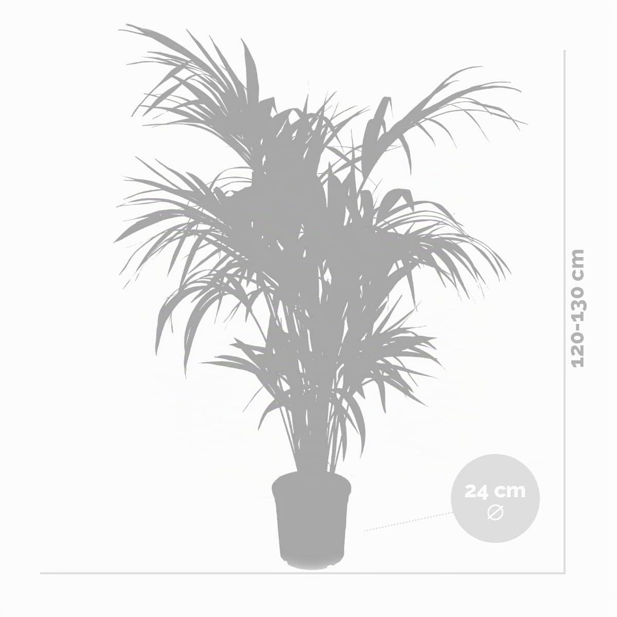 Bloomique - Howea forsteriana - Palma Kentia - Plantas de interior - Purificadora del aire - Apta para mascotas - Altura 120-140 cm - Maceta 24 cm