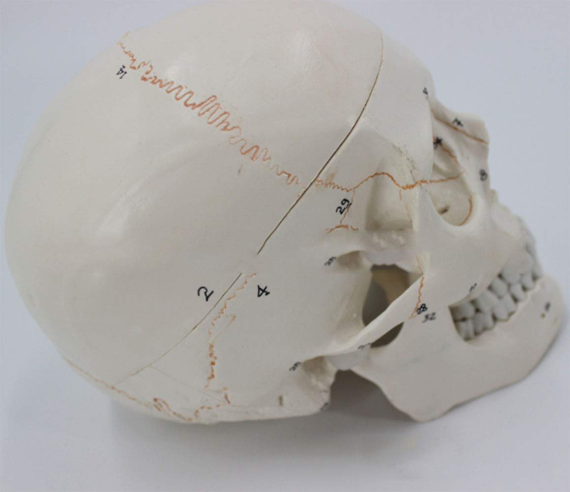 Amazon.co.jp: 人間の頭蓋骨モデル解剖学的モデル医学的解剖学的構造