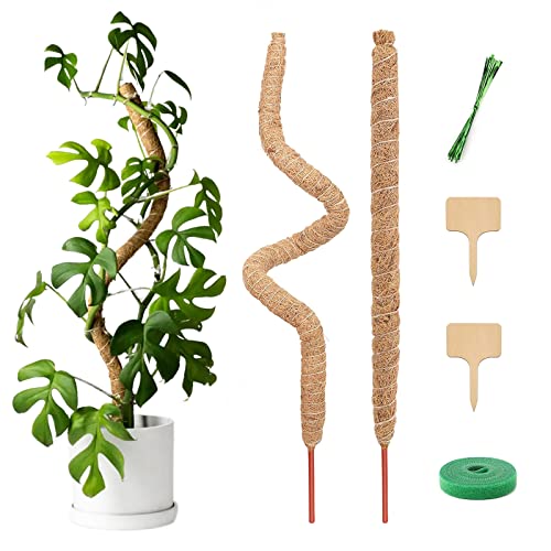 7 Best Moss Pole For Monstera A Comprehensive Guide
