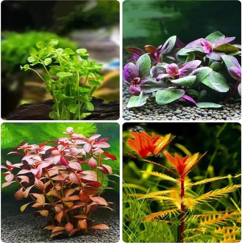 Aquarium Pflanzen Samen Gras Bodendecker Aquariumpflanzen Wasserpflanzen...