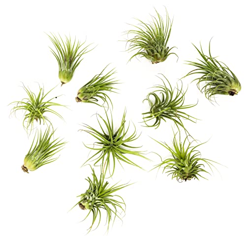 Altman Plants, 10 Ionantha Tillandsia Air Plant Pack, Each 2
