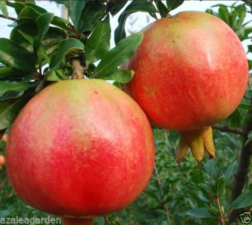 Royal Paradise Garden Turkey Giant Pomegranate Fruit Seeds, Punica Granatum, 30 Seeds (B071VXRX9H) Amazon Price History, Amazon Price Tracker