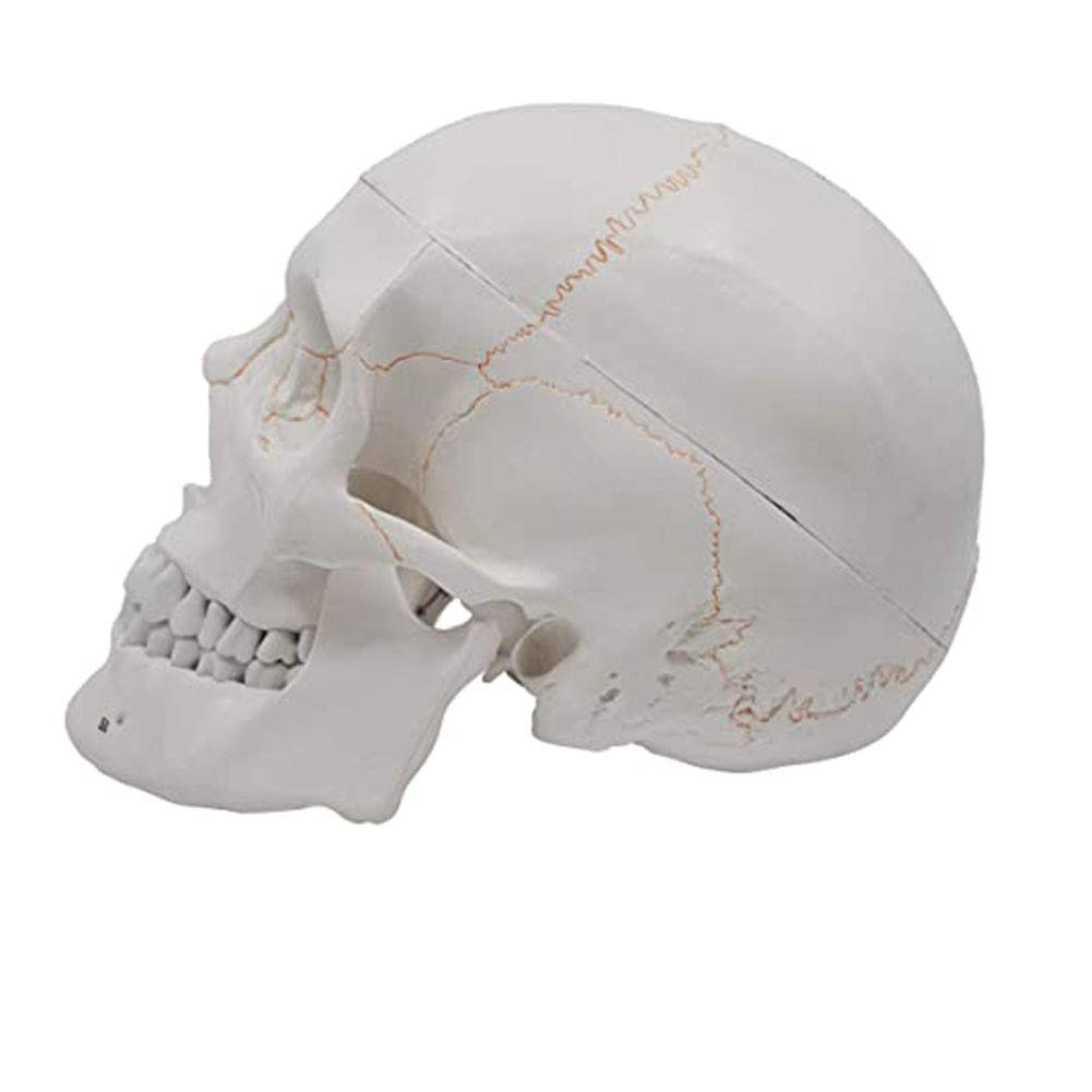 Human Adult Skull Anatomical – 3-częściowy zestaw modeli szkieletu zębowego z realistycznie wyglądającymi kości i ruchami do nauki nauki i umiejętności