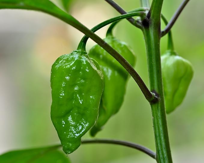 Ovule Naga Morich Chili Pepper Superhot Chilli Pepper, From Bangladesh Seed | Seeds Tested And Packed For Terrace and Home Gardening (Chilli) (200 Per Packet)-image-30