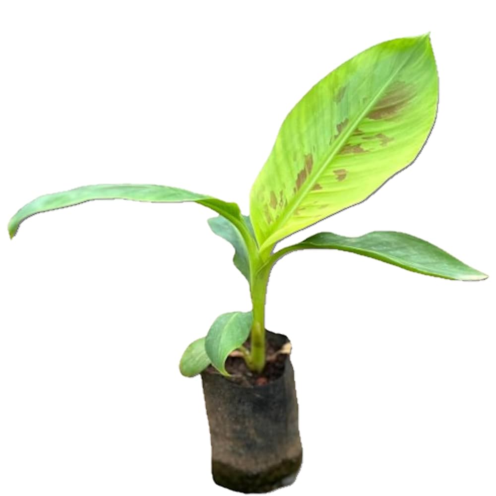 Amazon.co.jp: アップルバナナ苗 – 自宅で甘くておいしいバナナ