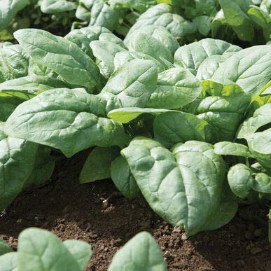 Spinach Kolibri 4448 (Green) 200 Non-GMO, Hybrid Seeds