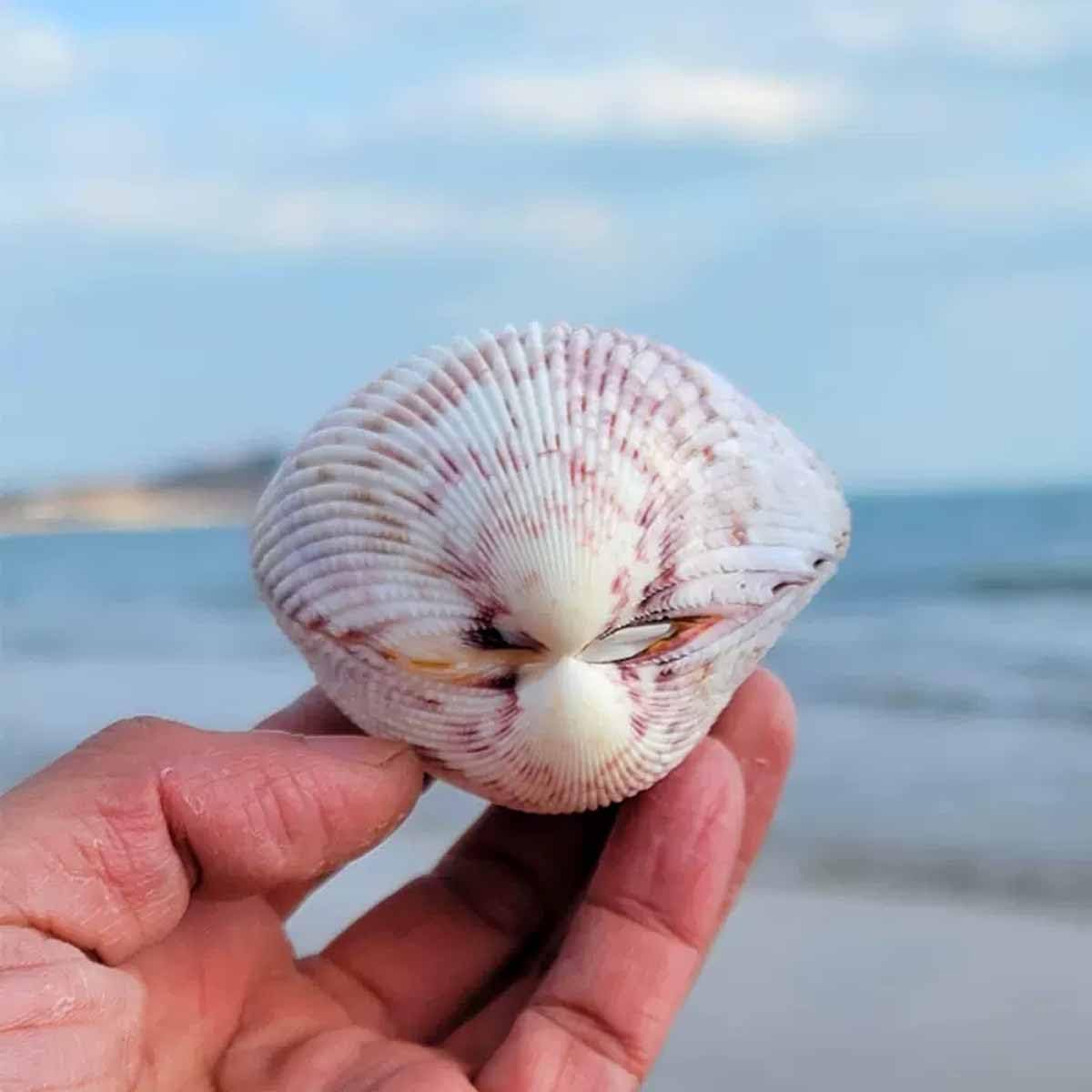 muszle do rękodzieła, Muszle naturalne duże 8~10 cm idealne na dekoracje weselne i plażowe