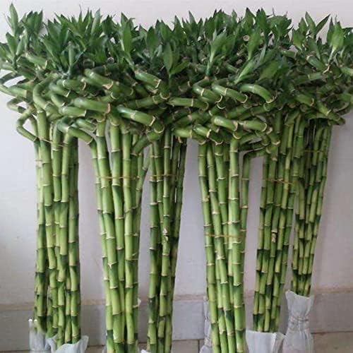 GlüCksbambus Bonsai Samen GrüNpflanzen Bambus Pflanze Lucky Bamboo