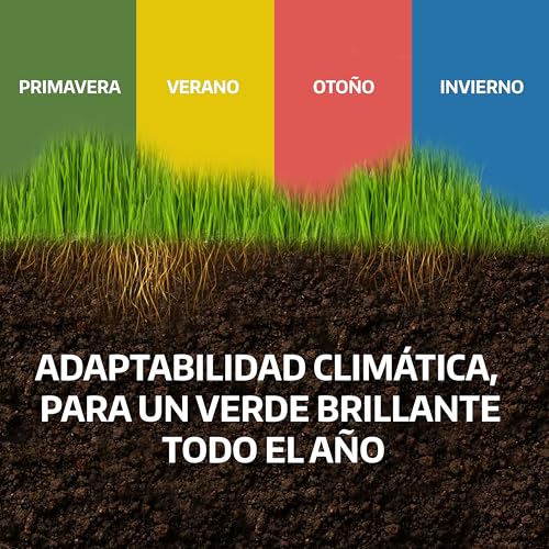 Miniatura 7 de Lerava Semillas Césped Grama Gruesa 200 G - Para 20 M - Césped Pisable Y Resistente A La Sequía - Ideal Para Zonas Mediterráneas Y Cálidas - Consume Hasta Un 20 Menos De Agua