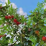 semillas de acerola semillas de bonsai jardín para hombres, resistentes jardín resistentes 250pcs